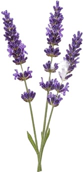 lavender lavender spray lavender lavender spray lavender lavender spray lavender lavender spray lavender lavender spray.jpg